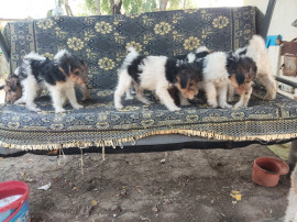 Căței FoxTerrier